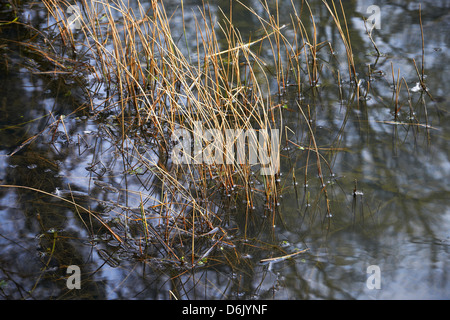 Lakeside reeds and water reflexions Stock Photo