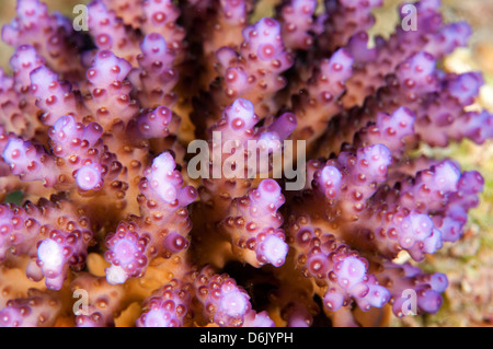 Fluorescence color in a branching hard coral Sulawesi Indonesia Stock Photo