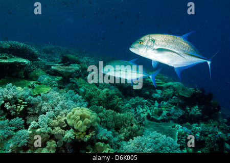 Reef scenic with bluefin trevally, Caranx melampygus, Sulawesi Indonesia. Stock Photo