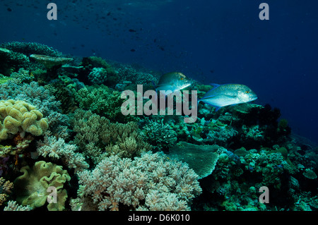 Reef scenic with bluefin trevally, Caranx melampygus, Sulawesi Indonesia. Stock Photo