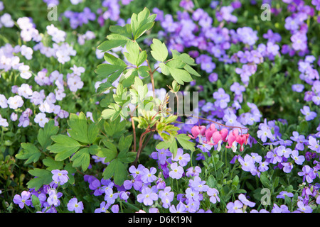 Pink and purple Aubrieta flowers in spring garden Stock Photo