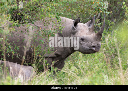 Black rhino (Diceros bicornis), Masai Mara, Kenya, East Africa, Africa Stock Photo