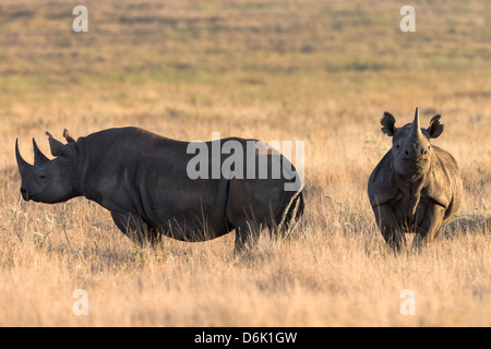 Black rhinos (Diceros bicornis), Lewa Wildlife Conservancy, Laikipia, Kenya, East Africa, Africa Stock Photo