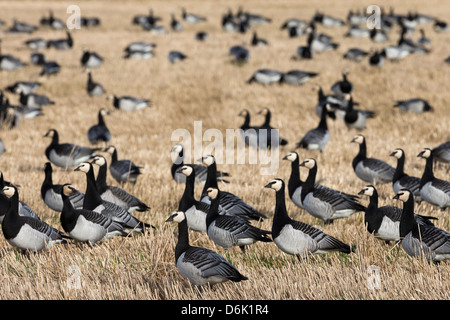 Barnacle geese (Branta leucopsis) in stubble field, Islay, Scotland, United Kingdom, Europe Stock Photo
