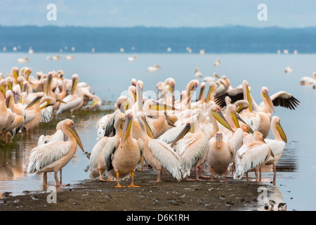 Great white pelicans (Pelecanus onocrotalus), Lake Nakuru National Park, Kenya, East Africa, Africa Stock Photo