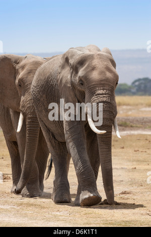 African elephants (Loxodonta africana), Amboseli National Park, Kenya, East Africa, Africa Stock Photo