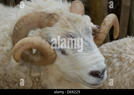 Dartmoor sheep, ram's head with curly horns, Widecombe Fair, Dartmoor, Dartmoor National Park, Devon, England, UK Stock Photo