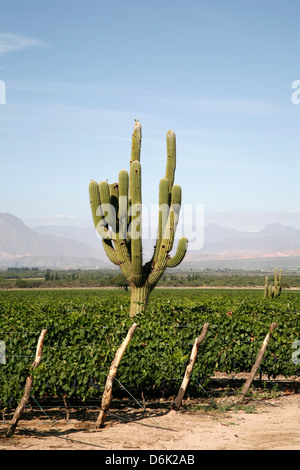 Vineyards in Cafayate, Valles Calchaquies, Salta Province, Argentina, South America Stock Photo
