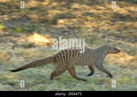 Banded Mongoose Mungos mungo Photographed in Etosha National Park, Namibia Stock Photo