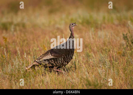 Wild turkey (Meleagris gallopavo), Custer State Park, South Dakota, United States of America, North America Stock Photo