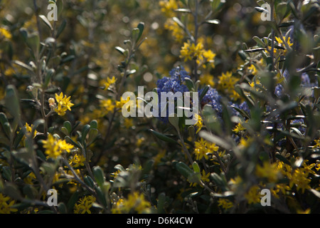 corokia virgata yellow flowers in the spring garden Stock Photo