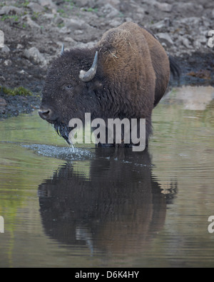 Bison (Bison bison) drinking from a pond, Custer State Park, South Dakota, United States of America, North America Stock Photo