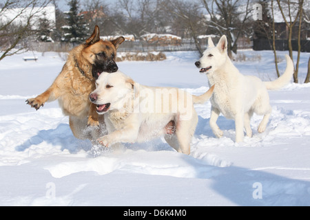 Three playing dogs (German shepherd, Swiss shepherd and Labrador retriever) in winter Stock Photo