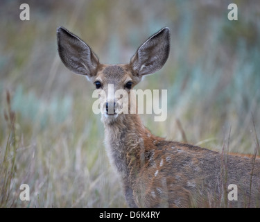 Young mule deer (Odocoileus hemionus), Custer State Park, South Dakota, United States of America, North America Stock Photo