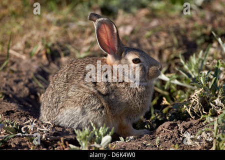 Eastern cottontail (Sylvilagus floridanus), Custer State Park, South Dakota, United States of America, North America Stock Photo