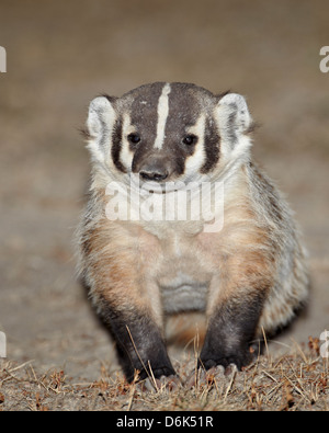 Badger (Taxidea taxus), Buffalo Gap National Grassland, Conata Basin, South Dakota, United States of America, North America Stock Photo