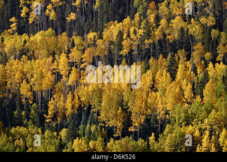 Yellow and orange aspens among evergreens in the fall, Uncompahgre National Forest, Colorado, USA Stock Photo