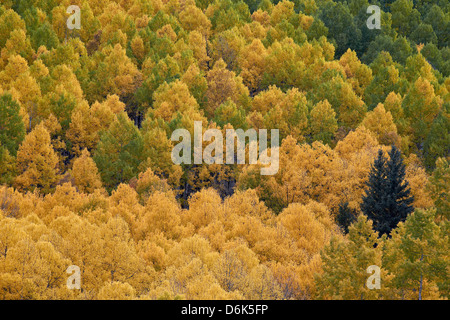 Evergreen among yellow and green aspens in the fall, Uncompahgre National Forest, Colorado, USA Stock Photo