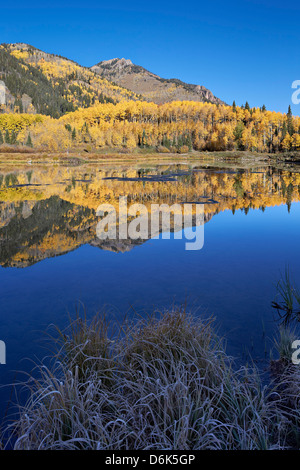 Yellow aspen trees reflected in Priest Lake in the fall, San Juan National Forest, Colorado, USA Stock Photo