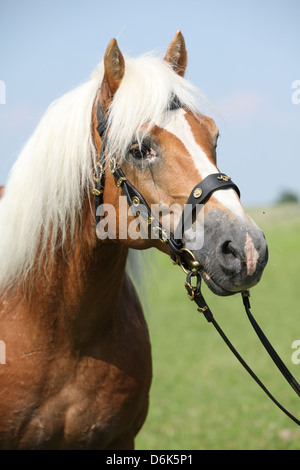 Portrait of Haflinger stallion with nice bridle in front of blue sky Stock Photo