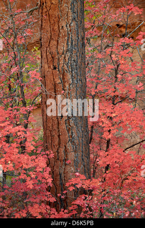 Red leaves on a bigtooth maple (Acer grandidentatum) surround a Ponderosa pine trunk in the fall, Zion National Park, Utah, USA Stock Photo