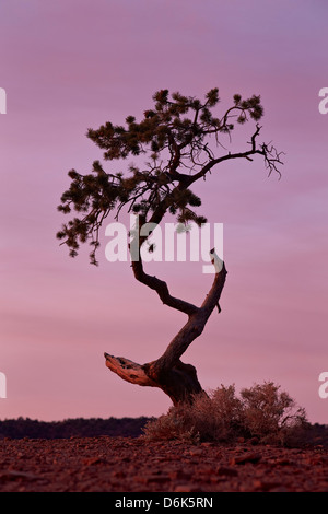 Weathered pine tree at dawn, Capitol Reef National Park, Utah, United States of America, North America Stock Photo