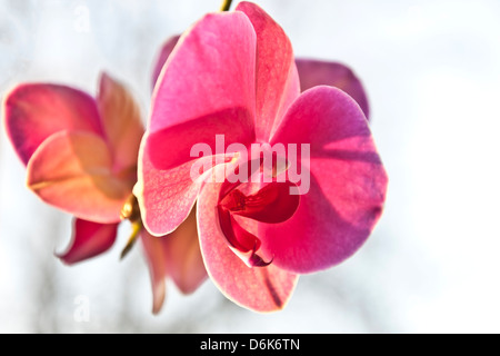 Purple Phalaenopsis Orchid Flower on blurred background Stock Photo