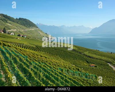 Lavaux terraced vineyards on Lake Geneva, Montreux, Canton Vaud, Switzerland, Europe Stock Photo