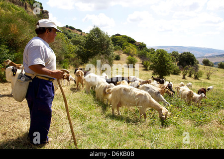 A herdsman with his herd in the landscape around Matera, Basilicata, Italy, Europe Stock Photo