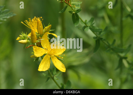 Common St John's Wort (Hypericum perforatum) Stock Photo