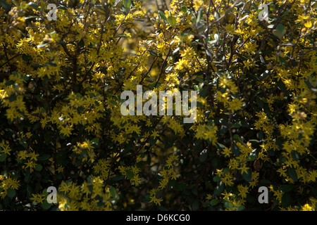 yellow Corokia virgata flowers in the spring garden Stock Photo