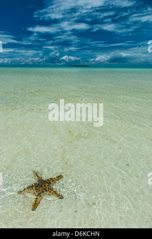 Sea star in the sand on the Rock islands, Palau, Central Pacific, Pacific Stock Photo