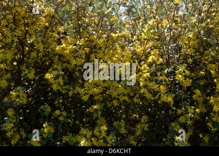 yellow Corokia virgata flowers in the spring garden Stock Photo