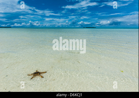 Sea star in the sand on the Rock islands, Palau, Central Pacific, Pacific Stock Photo