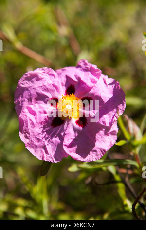 pink and yellow cistus flowers in the garden Stock Photo - Alamy
