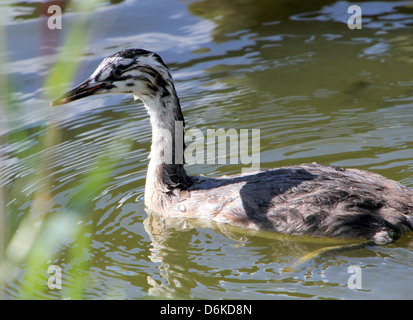 Detailed portrait of a swimming juvenile Great Crested Grebe (Podiceps cristatus)