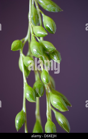 Creeping Berry (Senecio Radicans) hanging free Stock Photo - Alamy