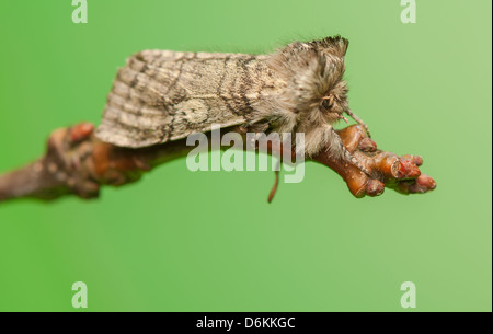 Achlya flavicornis Stock Photo