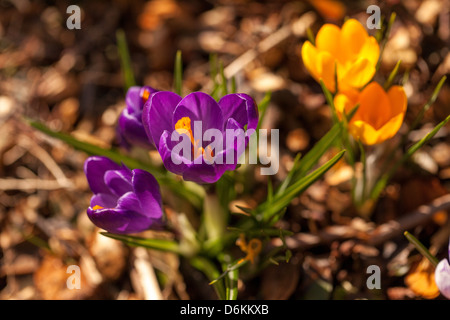 Close crocus flowers in the spring garden Stock Photo