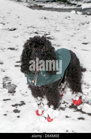 poodle black in snow Stock Photo