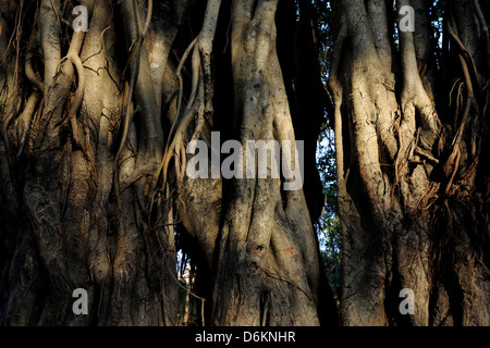 Aerial roots of a big Banyan tree in India Stock Photo