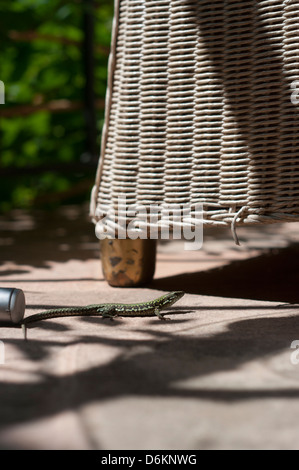 A Italian wall lizard sitting under a table on the patio Stock Photo