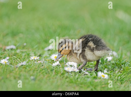 Mallard Duckling, Anas platyrhynchos Amongst White Daisies. Spring. UK Stock Photo