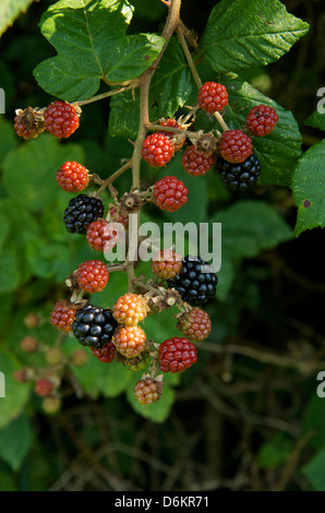 Wild blackberries growing in the hedge some black and ready to pick, others red and ripening. Stock Photo