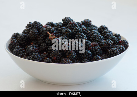 Freshly picked wild blackberries in a  white porcelain bowl Stock Photo
