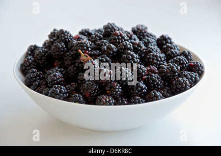 Wild blackberries in a white porcelain bowl Stock Photo