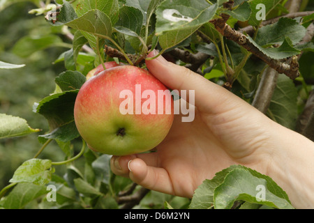 A ripe discovery apple is being picked off a tree. Stock Photo