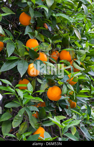 Blooming orange tree with fruits on orange farm Stock Photo
