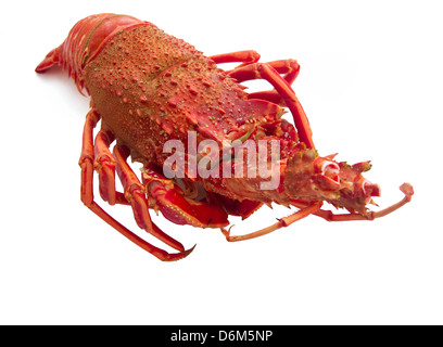 Cooked Red Lobster isolated on white background Stock Photo