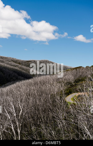 Burnt trees from the 2006/07 bushfires in the Alpine National Park. Stock Photo